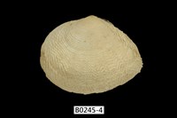 藏品(波紋櫻蛤)的圖片